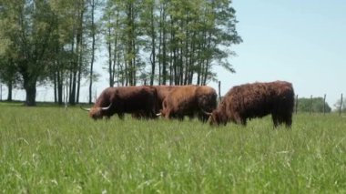 Bir İskoç ineği sürüsü açık bir çayırda otluyor. Et üretimi için sığır yetiştiriyorum. Tarım sektöründe çiftlik hayvanları yetiştiriliyor..