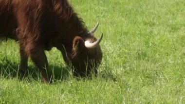 Sığır kulaklı bir İskoç ineği otlakta ot yer. Uzun saçlı ve büyük boynuzlu kırmızı bir inek. Et üretimi için hayvan çiftliğinde sığır eti yetiştiriliyor..