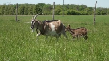 Genç bir keçi anne keçisini otlakta, uzun otların arasında takip eder. Yavruları otlayan evcil bir süt keçisi. Ziraatte hayvancılık.