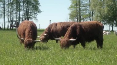 İki İskoç ineği ve bir boğa çayırda otluyor. Uzun saçlı ve büyük boynuzlu kırmızı inekler otlakta ot yerler. Hayvancılık ve sığırcılık tarımda et üretiyor..