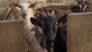 Bir keçi, merak ve şaşkınlığı birleştiren bir yüzle kalem çitinden gizlice bakar. Gözleri merakla dolu ve hayvan izleme ve kimlik tespiti için kulaklık takıyor..