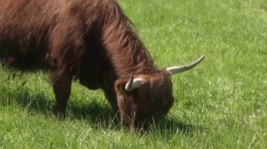 Kimlik tespiti için sığır kulaklı bir İskoç ineği, uzun boynuzlar ve tarlada otlayan kırmızı-kahverengi tüylü tüyler. Uzun dili çimenlerin etrafında ustalıkla kıvrılıp onları ağzına çekiyor..