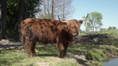 Sığır kulaklıklı bir dağ ineği, gözlerine uzun perçemler düşüyor ve büyük boynuzlar kameraya ilginç bir şekilde yaklaşıyor. Tarımda hayvanlara bedava otlatma.