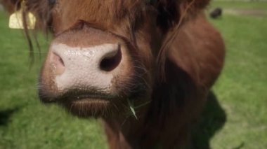 Sığır kulaklı, uzun saçlı ve geniş boynuzlu meraklı bir İskoç ineği ıslak burunuyla kamerayı kokluyor. Hayvanların ve insanların etkileşimi. Komik inek surat..