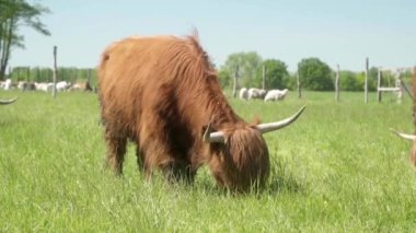 Uzun boynuzlu ve tüylü kırmızı-kahverengi kürklü bir İskoç ineği tarlada otluyor. Uzun dili çimenlerin etrafında ustalıkla kıvrılıp onları ağzına çekiyor..