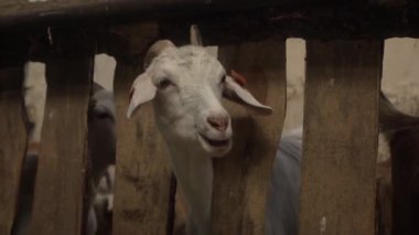 Sığır kulaklı beyaz bir keçi ahırdaki çitlerin arasına kafasını sokuyor, etrafa bakarken bir şeyler çiğniyor. Çiftlik hayvanlarını tarımda tutmak.