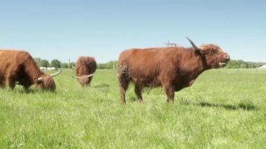 Sığır kulaklı bir İskoç ineği otlakta ot yer. Uzun saçlı ve büyük boynuzlu kırmızı bir inek. Et üretimi için hayvan çiftliğinde sığır eti yetiştiriliyor..