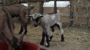 Yeni doğmuş yavru keçiler, genç bir keçinin bir besleyiciden beslenmesini izler. Hayvancılık çiftliğinde genç hayvanları beslemek. Ziraatte hayvancılık.