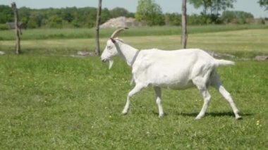Boynunda büyük boynuzları, boynunda tasması ve süt dolu memeleri olan yalnız beyaz bir süt keçisi otlakta otlamak için çayırda yürüyor. Ziraatte hayvancılık.