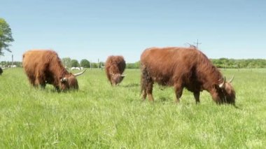 Sığır kulaklı bir İskoç ineği otlakta ot yer. Uzun saçlı ve büyük boynuzlu kırmızı bir inek. Et üretimi için hayvan çiftliğinde sığır eti yetiştiriliyor..