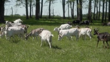 Keçiler otlakta ot yer. Farklı cins ve renklerdeki evcil süt keçisi sürüsü güneşli bir günde çayırda otlar. Çiftlik hayvanlarının tarımda üretilmesi.