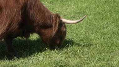 Uzun saçlı İskoç ineği, büyük boynuzlar ve hayvan kulaklıkları güçlü çene ve dilin yardımıyla dikkatlice çimenleri çiğneyip hüzünlü gözlerle kameraya dikkatlice bakıyor. İneğin ağzındaki ot