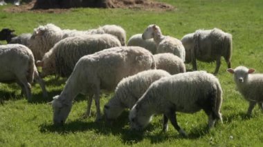 Sığır kulaklı ve koyunlu bir koyun sürüsü çiftliğin yakınındaki bir otlakta otluyor ve ot yiyor. Tarımda yün ve et üretimi için çiftlik hayvanlarının serbest tarımı.