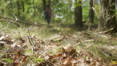 Ormanda mantar arayan bir kadın bir boletusa yaklaşır. Sonbaharda doğayla çevrili mantarlar toplanıyor. Ormanda yürümek, orman zemininde botlar, yeşilliklerin ve ağaçların arasında.