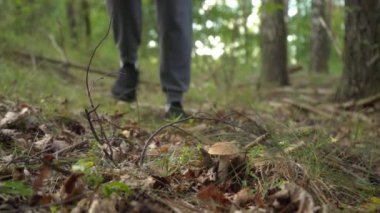 Ormandaki kadın mantar toplamak için çömeliyor. Dikkatlice yaprakları kenara çeker, mantar kapağını ortaya çıkarır ve boletusu toplar. Yiyecek arama becerileri ve doğayla bağlantı..