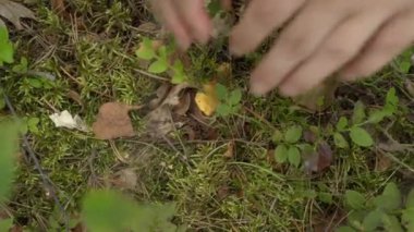 Moss 'tan çıkartılan ve kadın eli tarafından toplanan bir mantarın yakın çekimi. Parlak sarı chanterelle, genellikle karışık ve yaprak döken ormanlarda bulunan yenilebilir bir mantardır..