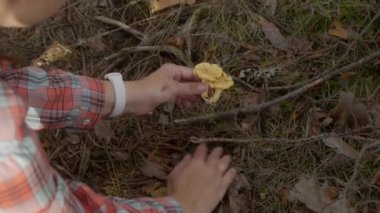 Ormanda, bir kadın chanterelle mantarı arar. Yosun ve yaprakları dikkatlice kenara çeker ve yakınlarda büyüyen mantar kümeleri bulur..