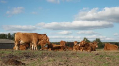 Kahverengi inek sürüsü resim gibi bir çayırda uzanıyor ve zevkle geviş getiriyor. Safkan Fransız Limuzin sığır eti çiftlikte dinleniyor. Tarım alanında et için sığır yetiştirmek.