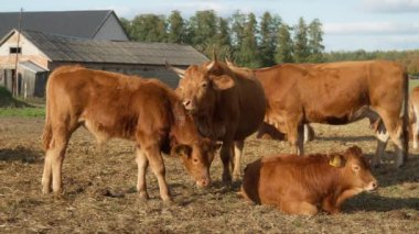 Anne inek nazikçe ve dikkatlice buzağının yününü diliyle yalıyor. Hijyenik prosedürler ve sığır sürülerindeki yavruların annelik bakımı. Safkan bir Fransız limuzin, buzağıları olan et ineği..