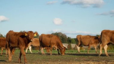 Sığır etiketli buzağılar otlakta yürüyor. Safkan Fransız Limuzin sığır ve buzağı sürüsü çayırda otluyor. Kırsal bir çiftlik hayvanlarının yetiştirilmesi ve hesaplanması.
