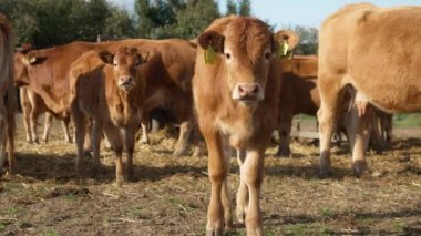 Kulağında etiket olan meraklı bir buzağı etrafı kolaçan ediyor. Hayvan çiftliklerindeki hayvanların kimlik tespiti ve muhasebesi için sığır etiketleri. Safkan Limousin sığır ve buzağı sürüsü..