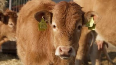 Kulağında etiket olan meraklı bir buzağı etrafı kolaçan ediyor. Hayvan çiftliklerindeki hayvanların kimlik tespiti ve muhasebesi için sığır etiketleri. Safkan Limousin sığır ve buzağı sürüsü..