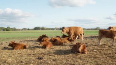 Kulaklarında hayvan etiketi olan buzağılar samandan bir yatakta, bir çayırda dinleniyorlar. Safkan bir Fransız Limuzin dana sürüsü. Çiftliklerde ve tarımda et için sığır yetiştiriciliği.