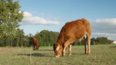 Safkan Fransız Limuzin sığır yavrusu bir çayırda otluyor. Çiftliğin otlağında genç yavruların otlatılması. Et için tarım yapan çiftlik hayvanları yetiştiriliyor..
