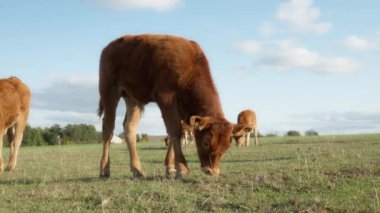 Safkan Fransız Limuzin sığır yavrusu bir çayırda otluyor. Çiftliğin otlağında genç yavruların otlatılması. Et için tarım yapan çiftlik hayvanları yetiştiriliyor..