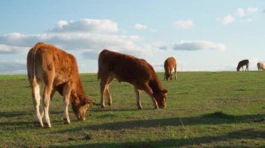 Saf Fransız Limuzin sığır ineğinin genç ve şirin buzağıları pitoresk bir çayırda otluyor. Çiftliğin otlağında genç yavruların otlatılması. Et için tarım yapan çiftlik hayvanları yetiştiriliyor.