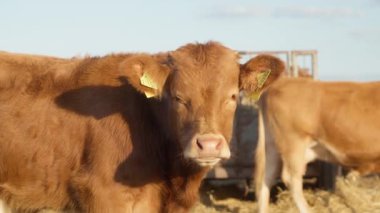 Kulağında etiket olan meraklı bir buzağı etrafı kolaçan ediyor. Hayvan çiftliklerindeki hayvanların kimlik tespiti ve muhasebesi için sığır etiketleri. Safkan Limousin sığır ve buzağı sürüsü..