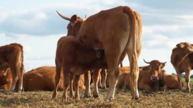 Yavru dana anne ineğin memesinden süt emiyor. Dili ve dudaklarıyla meme uçlarını yalıyor. Safkan bir Fransız Limuzin sığır ineği yavrularını emziriyor. Ziraatte hayvancılık.