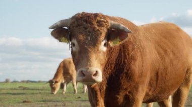 Kulağında sığır etiketi, ağzında saman olan boynuzlu bir boğa dikkatle kameraya bakar. Saf bir Limousin boğası çiftlik hayvanlarının verimliliğini ve verimliliğini sağlamak için..