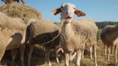 Safkan Fransız Lacaune süt koyunu sürüsü ve çiftlik hayvanı etiketli koyunlar kırsal bir çayırdaki bir balyadan saman yiyorlar. Çiftlikteki çiftlik hayvanlarını besliyorum. Süt üretimi için tarımda koyun yetiştiriyorum..