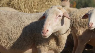Hayvan etiketli bir koçun namlu ağzı. Safkan bir Fransız Lacaune koçu samanlığın yanında duruyor ve sürüyü kırsal bir çayırda izliyor. Tarım çiftliklerinde süt üretimi için koyun yetiştiriyorum..