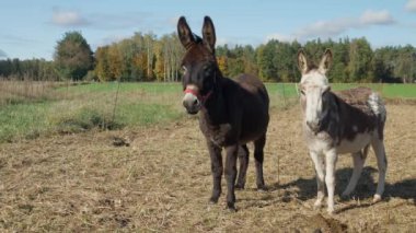 Bir çift evcil eşek kırsal bir çayırda duruyor. Çiftlik hayvanlarının tarımda kullanılması. Bir dişi ve bir erkek eşek çiftlikte bir ağılda tutuluyor..