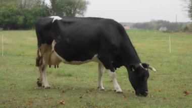 Sığır etiketli bir Holstein süt ineği çayırda otluyor. Frizya cinsinin sığırları yağmur sırasında bir sonbahar otlağında ısırır ve ot yerler. Köyde otlayan bir inek var..
