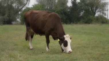 Sığır etiketli bir Holstein süt ineği çayırda otluyor. Frizya cinsinin sığırları yağmur sırasında bir sonbahar otlağında ısırır ve ot yerler. Köyde otlayan bir inek var..