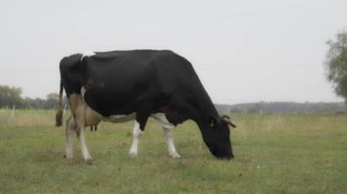 Sığır etiketli bir Holstein süt ineği çayırda otluyor. Frizya cinsinin sığırları yağmur sırasında bir sonbahar otlağında ısırır ve ot yerler. Köyde otlayan bir inek var..