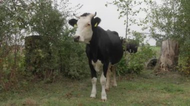 Holstein süt ineği ihtiyatlı ve ürkek bir şekilde merakla ve ilgiyle kokluyor, dikkatle izliyor. Kulağında sığır etiketi olan bir inek. Çiftçilik ve Çimen İnekler Bir Aile Çiftliğinde.