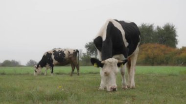 Sığır etiketi takmış Holstein süt inekleri tarlada otluyor. Frizya cinsinin sığırları yağmur sırasında bir sonbahar otlağında kemirir, ısırır ve yer. Köyün otlaklarında inekler otluyor..