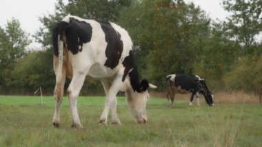 Sığır etiketi takmış Holstein süt inekleri tarlada otluyor. Frizya cinsinin sığırları yağmur sırasında bir sonbahar otlağında kemirir, ısırır ve yer. Köyün otlaklarında inekler otluyor..