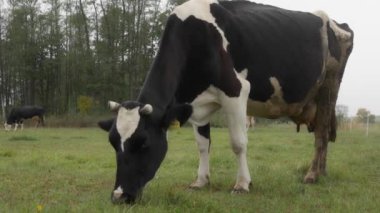 Sığır etiketi takmış Holstein süt inekleri tarlada otluyor. Frizya cinsinin sığırları yağmur sırasında bir sonbahar otlağında kemirir, ısırır ve yer. Köyün otlaklarında inekler otluyor..