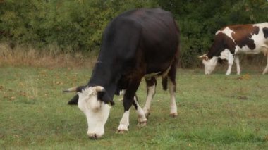 Sığır etiketi takmış Holstein süt inekleri tarlada otluyor. Frizya cinsinin sığırları yağmur sırasında bir sonbahar otlağında kemirir, ısırır ve yer. Köyün otlaklarında inekler otluyor..