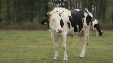 Sığır etiketli siyah beyaz bir süt ineği tarlada geviş getiriyor. Holstein-Frizya cinsinin sığırları yağmur sırasında sonbahar çayırlarında otlarlar. Köyün otlaklarında inekler otluyor..