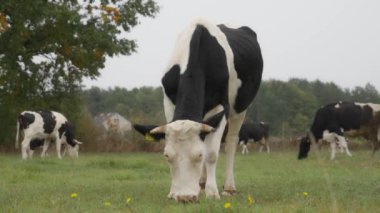 Sığır etiketi takmış Holstein süt inekleri tarlada otluyor. Frizya cinsinin sığırları yağmur sırasında bir sonbahar otlağında kemirir, ısırır ve yer. Köyün otlaklarında inekler otluyor..