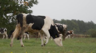 Sığır etiketi takmış Holstein süt inekleri tarlada otluyor. Frizya cinsinin sığırları yağmur sırasında bir sonbahar otlağında kemirir, ısırır ve yer. Köyün otlaklarında inekler otluyor..