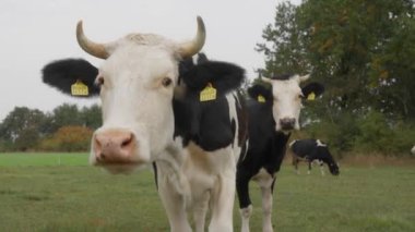 Holstein süt ineği ihtiyatlı ve ürkek bir şekilde merakla ve ilgiyle kokluyor, dikkatle izliyor. Kulağında sığır etiketi olan bir inek. Çiftçilik ve Çimen İnekler Bir Aile Çiftliğinde.