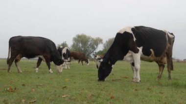 Sığır etiketi takmış Holstein süt inekleri tarlada otluyor. Frizya cinsinin sığırları yağmur sırasında bir sonbahar otlağında kemirir, ısırır ve yer. Köyün otlaklarında inekler otluyor..