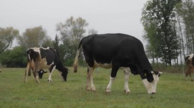 Sığır etiketi takmış Holstein süt inekleri tarlada otluyor. Frizya cinsinin sığırları yağmur sırasında bir sonbahar otlağında kemirir, ısırır ve yer. Köyün otlaklarında inekler otluyor..